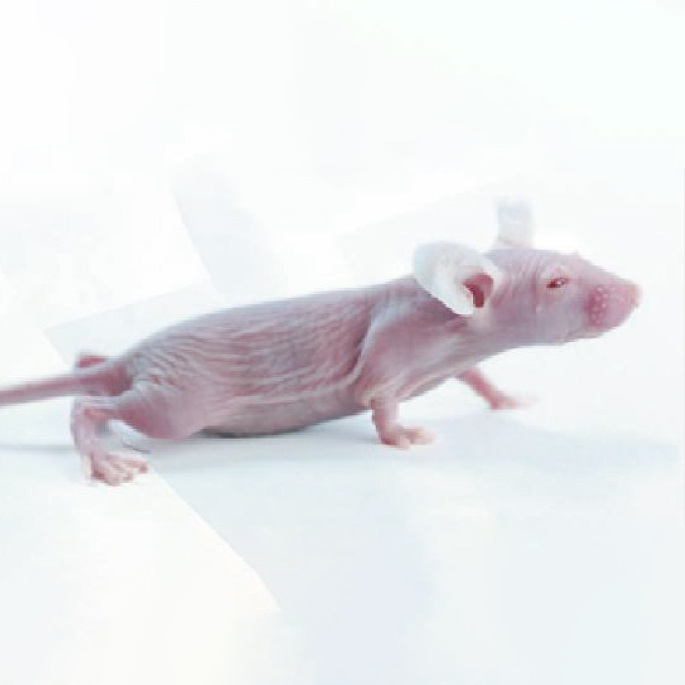 裸鼠nude mouse