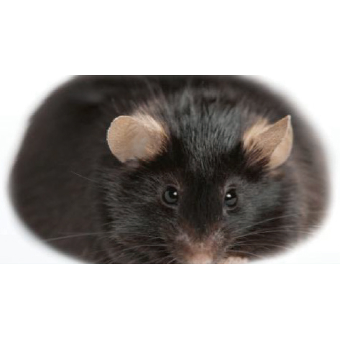 DIO(高脂60%饮食诱导)小鼠 