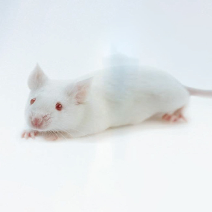 OT-1 小鼠 