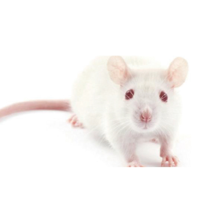 Wistar 大鼠