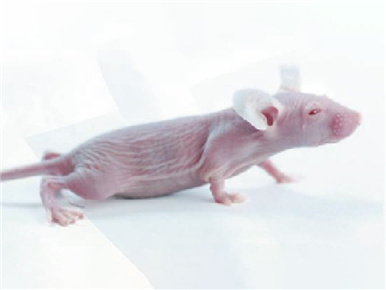 裸鼠nude mouse