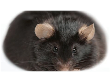 DIO(高脂60%饮食诱导)小鼠 