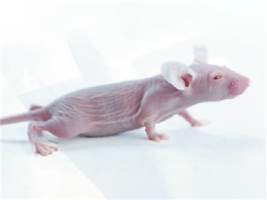 裸鼠nude mouse