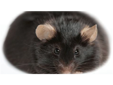 DIO(高脂60%饮食诱导)小鼠 