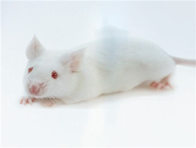 OT-1 小鼠 